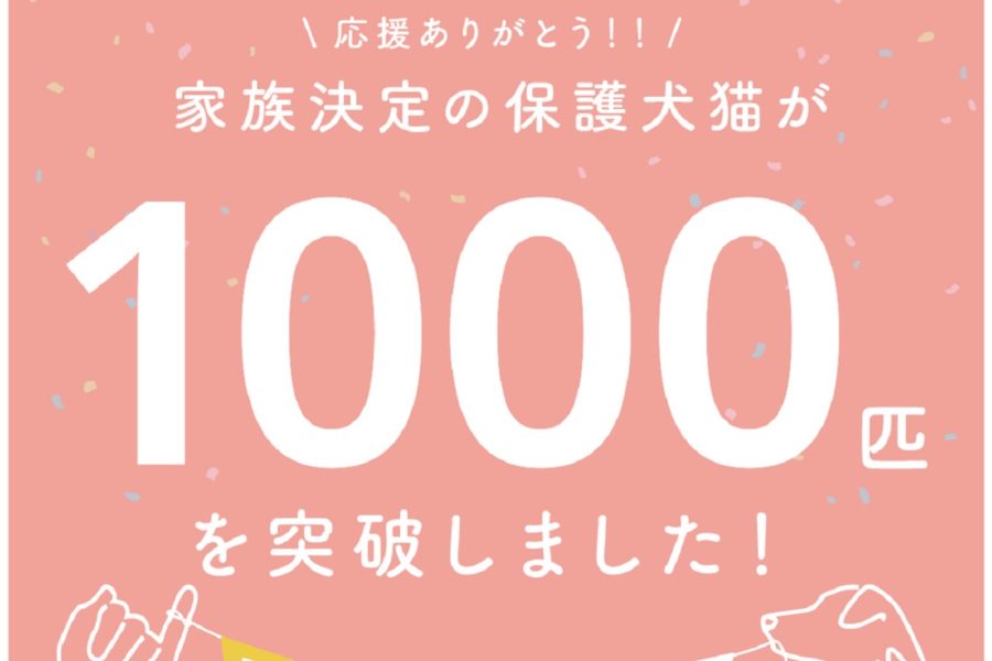 保護犬・猫であるという「個性」。その「個性」を選択する私。ハピタスを通じた支援から見えた「新たな共感性」について、OMUSUBI事業の責任者である井島七海さんに再び伺ってみた